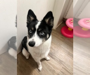 Pomsky Puppy for sale in COLUMBUS, OH, USA