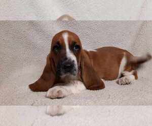 Basset Hound Puppy for sale in SALEM, WV, USA