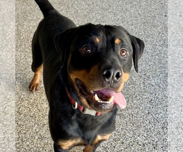 Medium Photo #2 Rottweiler Puppy For Sale in Mooresville, NC, USA