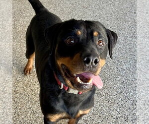Noodles - Male Rottweiler Dog for Adoption - Photo #2