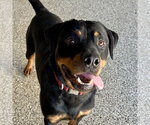 Small Photo #2 Rottweiler Puppy For Sale in Mooresville, NC, USA