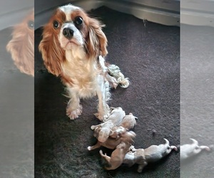 Mother of the Cavapoo (Miniature) puppies born on 01/05/2026