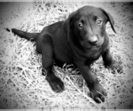 Small Photo #5 Labrador Retriever Puppy For Sale in LEASBURG, MO, USA