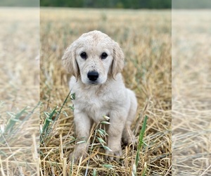 Golden Retriever Puppy for Sale in SPOKANE, Washington USA