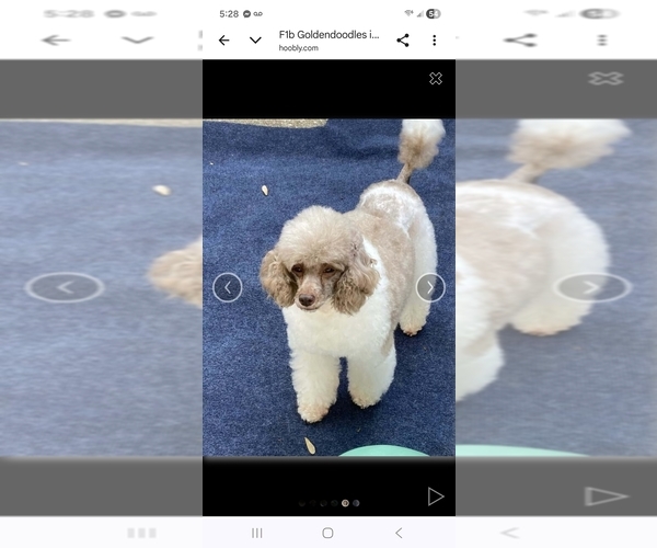 Medium Photo #1 Goldendoodle mix (+ Poodle Standard) Puppy For Sale in WAUSAU, WI, USA