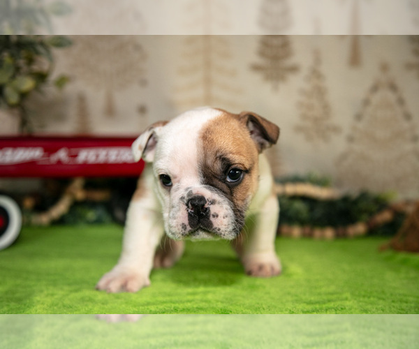 Medium Photo #3 Beabull Puppy For Sale in FRESNO, OH, USA