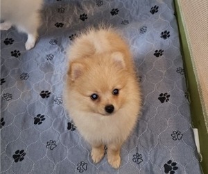 Pomeranian Puppy for sale in DINWIDDIE, VA, USA