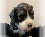 Small Photo #2 Bernedoodle-Poodle (Standard) Mix Puppy For Sale in CANON CITY, CO, USA