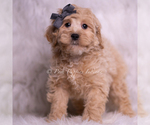 Puppy Jackson Maltipoo (Miniature)