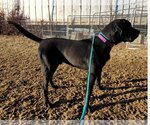 Small Photo #2 Great Dane-Unknown Mix Puppy For Sale in Stover, MO, USA