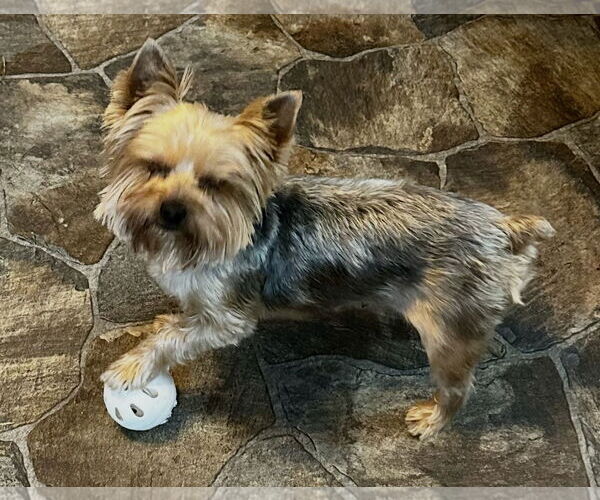 Medium Photo #3 Mutt Puppy For Sale in Sistersville, WV, USA