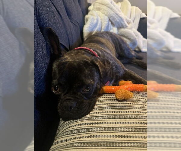 Medium Photo #4 Frenchie Pug Puppy For Sale in San Bernardino, CA, USA