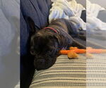 Small #3 Frenchie Pug