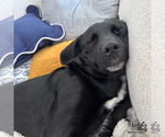 Small #8 Labrador Retriever Mix
