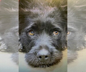 Quinn - Female Irish Wolfhound-Unknown Mix Dog for Adoption - Photo #2