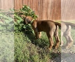 Small Photo #141 Rhodesian Ridgeback Puppy For Sale in KELLER, TX, USA