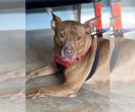 Small Photo #5 American Pit Bull Terrier-Staffordshire Bull Terrier Mix Puppy For Sale in Fuquay-Varina, NC, USA