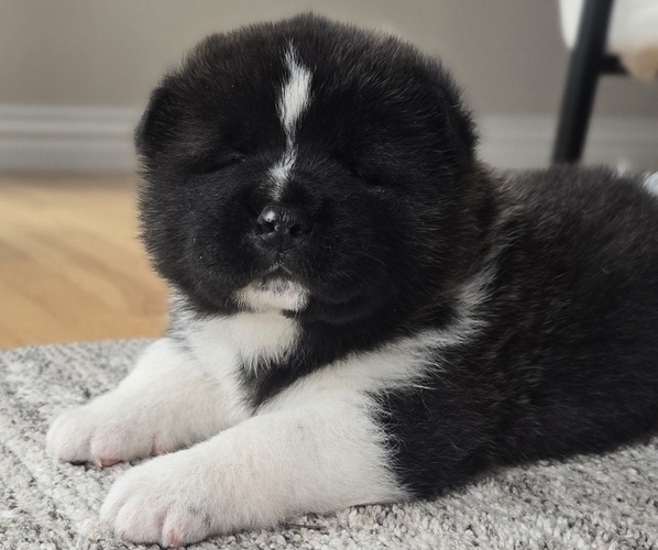 Medium Photo #24 Akita Puppy For Sale in STRAFFORD, MO, USA