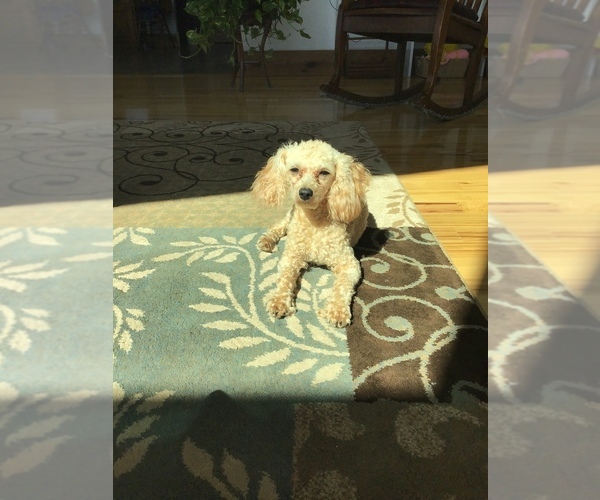 Medium Photo #1 Poodle (Toy) Puppy For Sale in WILLOW SPRINGS, MO, USA