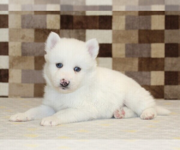 Medium Photo #2 Pomsky Puppy For Sale in DENVER, PA, USA