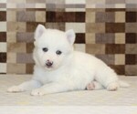 Small #1 Pomsky