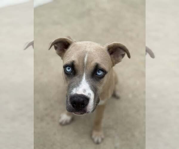 Medium Photo #3 American Pit Bull Terrier-Unknown Mix Puppy For Sale in Belleville, MI, USA