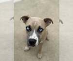 Small #2 American Pit Bull Terrier Mix
