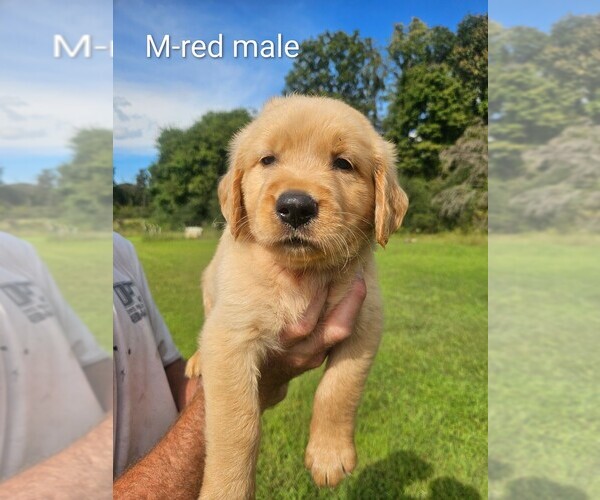 Medium Photo #3 English Cream Golden Retriever Puppy For Sale in BRYANT, AL, USA