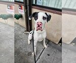 Small Photo #7 Great Dane Puppy For Sale in Brooklyn, NY, USA