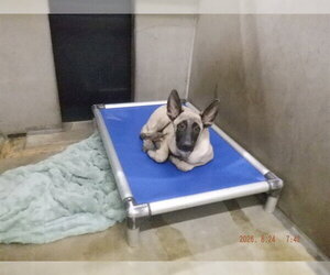 Mutt Dogs for adoption in Oroville, CA, USA