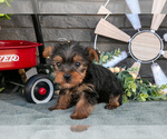Small Photo #6 Yorkshire Terrier Puppy For Sale in MONROE, IN, USA