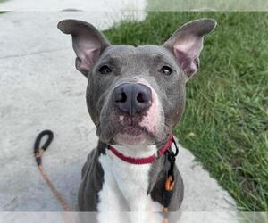 Unknown-Weimaraner Mix Dogs for adoption in Tavares, FL, USA