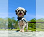 Small #1 Shih Tzu Mix