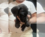 Small #5 Great Dane