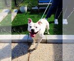 Small Photo #4 American Bulldog-Unknown Mix Puppy For Sale in Perth Amboy, NJ, USA