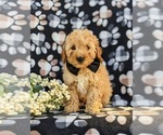 Small Photo #1 Goldendoodle (Miniature) Puppy For Sale in OXFORD, PA, USA