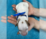 Small Photo #11 Cavapoo Puppy For Sale in BULLARD, TX, USA