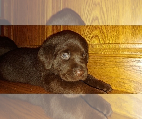 Medium Photo #9 Labrador Retriever Puppy For Sale in BLUFFTON, IN, USA