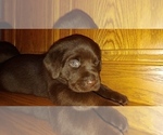 Small Photo #9 Labrador Retriever Puppy For Sale in BLUFFTON, IN, USA