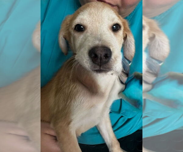 Medium Photo #4 Labrador Retriever-Unknown Mix Puppy For Sale in San Diego, CA, USA