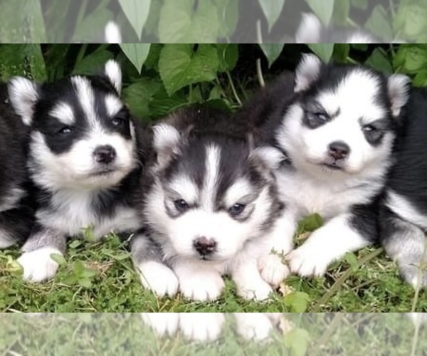 Medium Photo #1 Pomsky Puppy For Sale in BAXTER, TN, USA