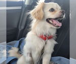 Small #3 Pekingese Mix