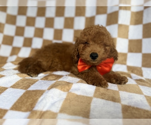 Medium Photo #8 Goldendoodle (Miniature) Puppy For Sale in LAKELAND, FL, USA