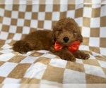 Small #7 Goldendoodle (Miniature)