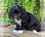Small #3 Cavapoo (Miniature)