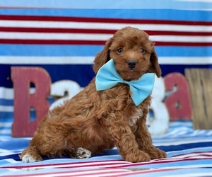 Cavapoo Puppy for sale in LANCASTER, PA, USA