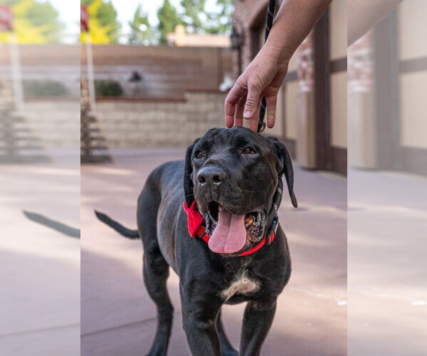 Medium Photo #7 Mastador Puppy For Sale in Lake Forest, CA, USA