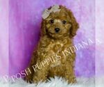 Small Photo #50 Cavapoo (Miniature) Puppy For Sale in WARSAW, IN, USA
