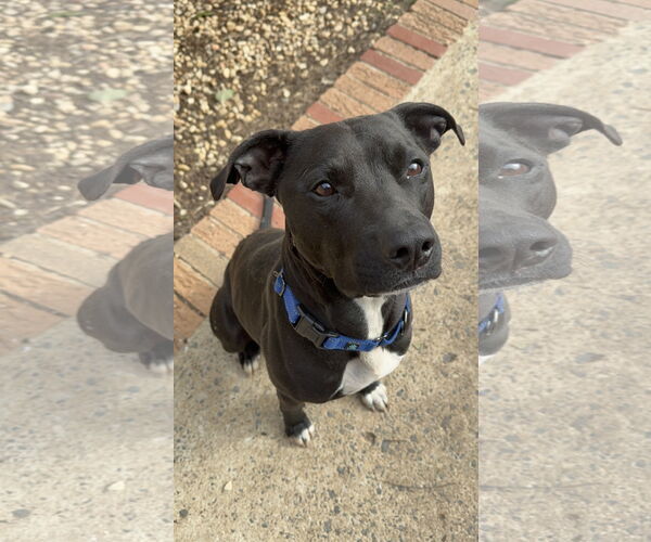 Medium Photo #2 Mutt Puppy For Sale in Woodbury, NY, USA