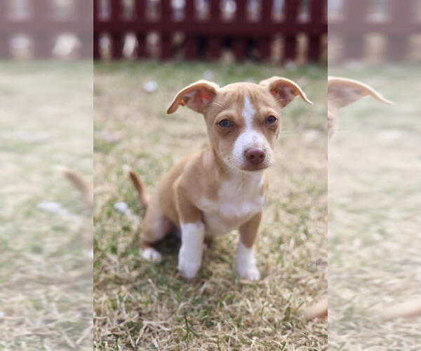 Medium Photo #3 Chihuahua-Unknown Mix Puppy For Sale in Andover, MN, USA